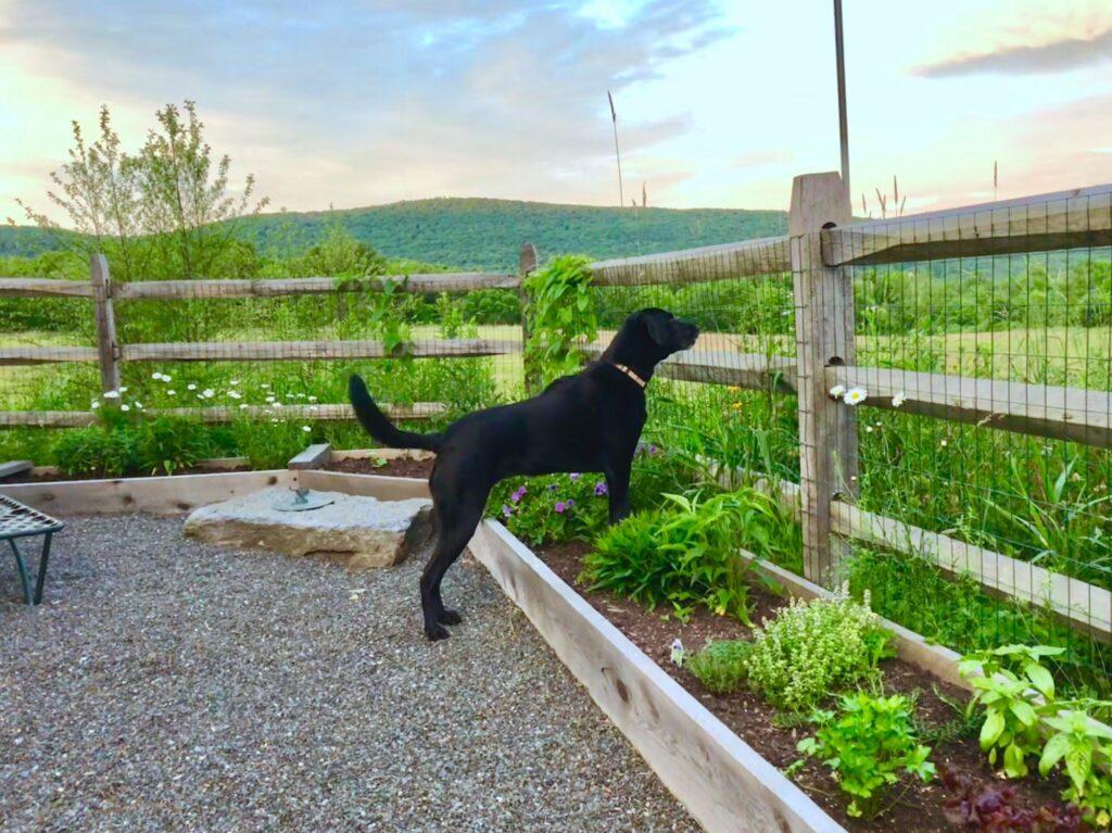 Dog on CBD Farm